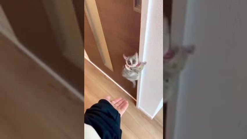 Bonk