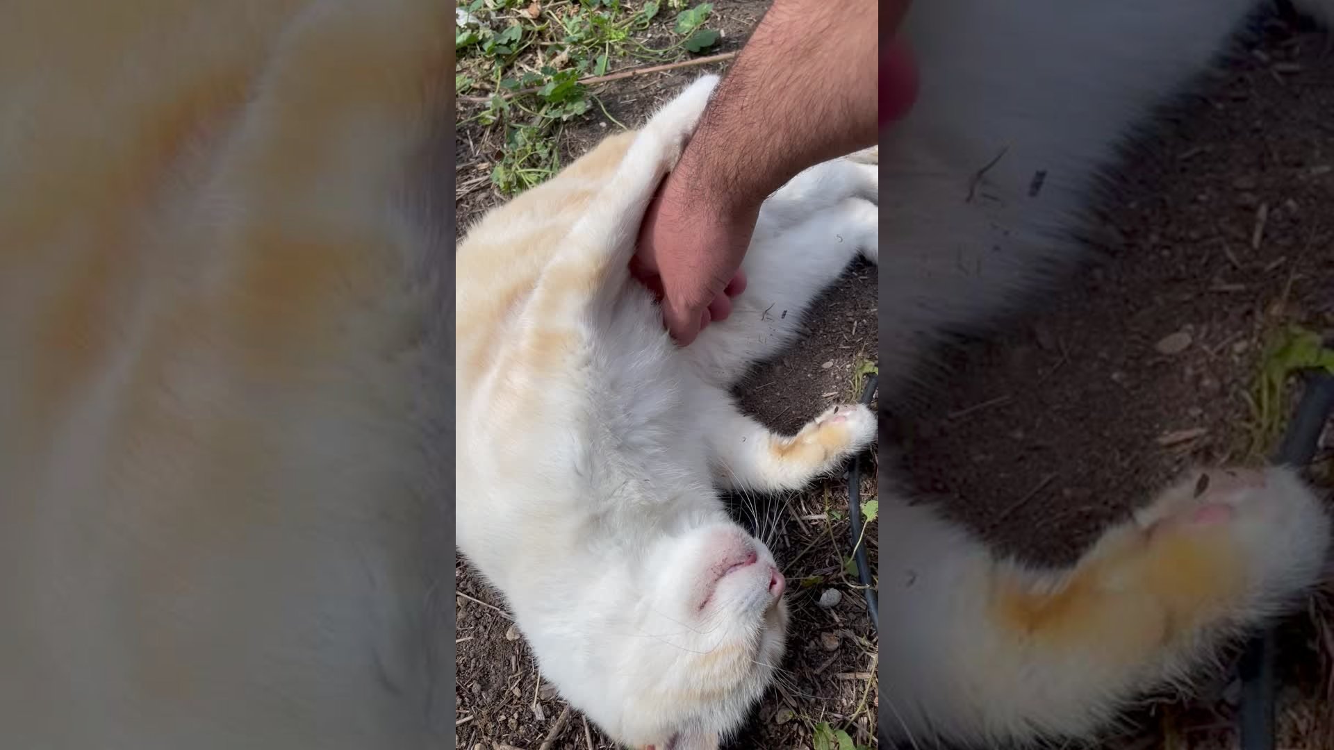 Daily 3pm search for my cat to give her her medicine-treat