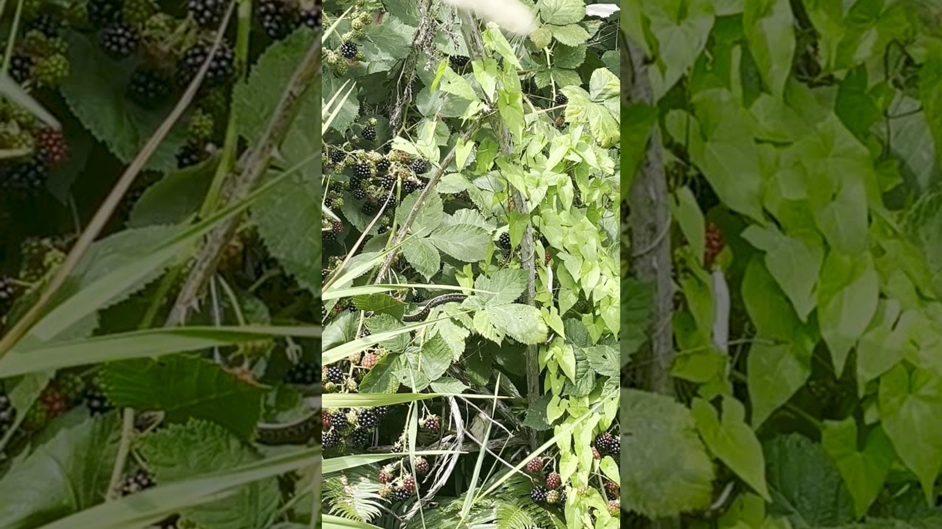 Blackberry Snake: Escape From Blackberry Observation