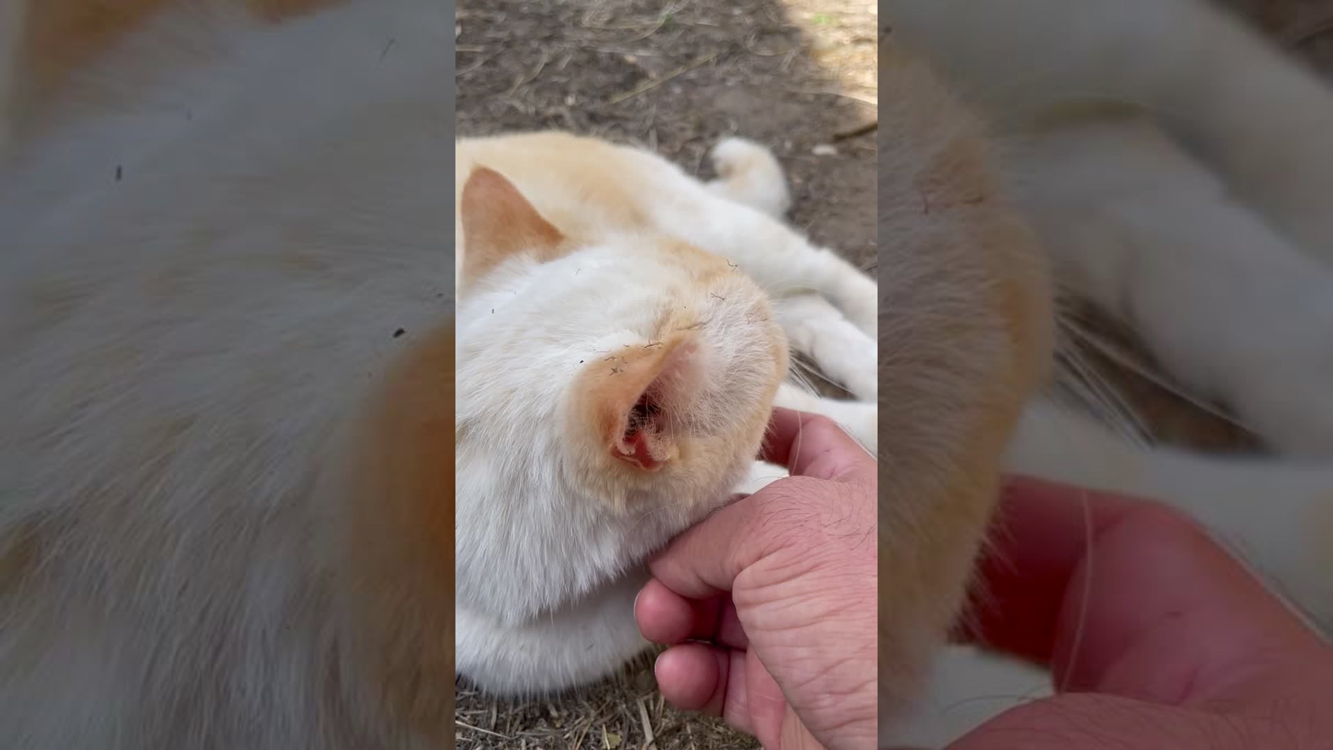 My cat enjoying head scratches in the garden